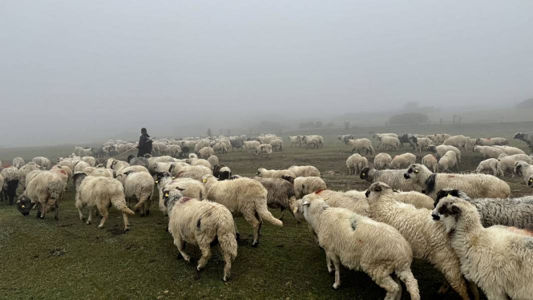 Karadeniz yaylalarında dönüş başladı: Çobanların sisli ve zorlu yolculuğu 4